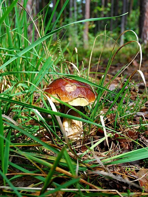 FIFU-pikkukuva